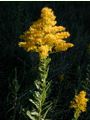 Canada Goldenrod